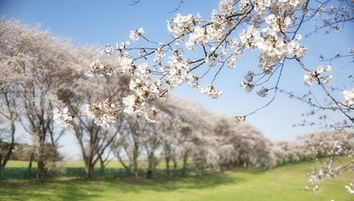 chiba hanamigawa city